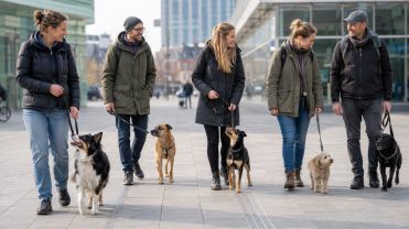 ChatGPT:  Auf dem Foto sind drei Hunde zu sehen, die nebeneinander auf einem hellen Steinboden in einem Einkaufszentrum sitzen.  Links sitzt ein Hund mit graubraunem Fell, neben ihm liegt eine rote Leine.  In der Mitte sitzt ein Hund mit weiß-braunem Fell